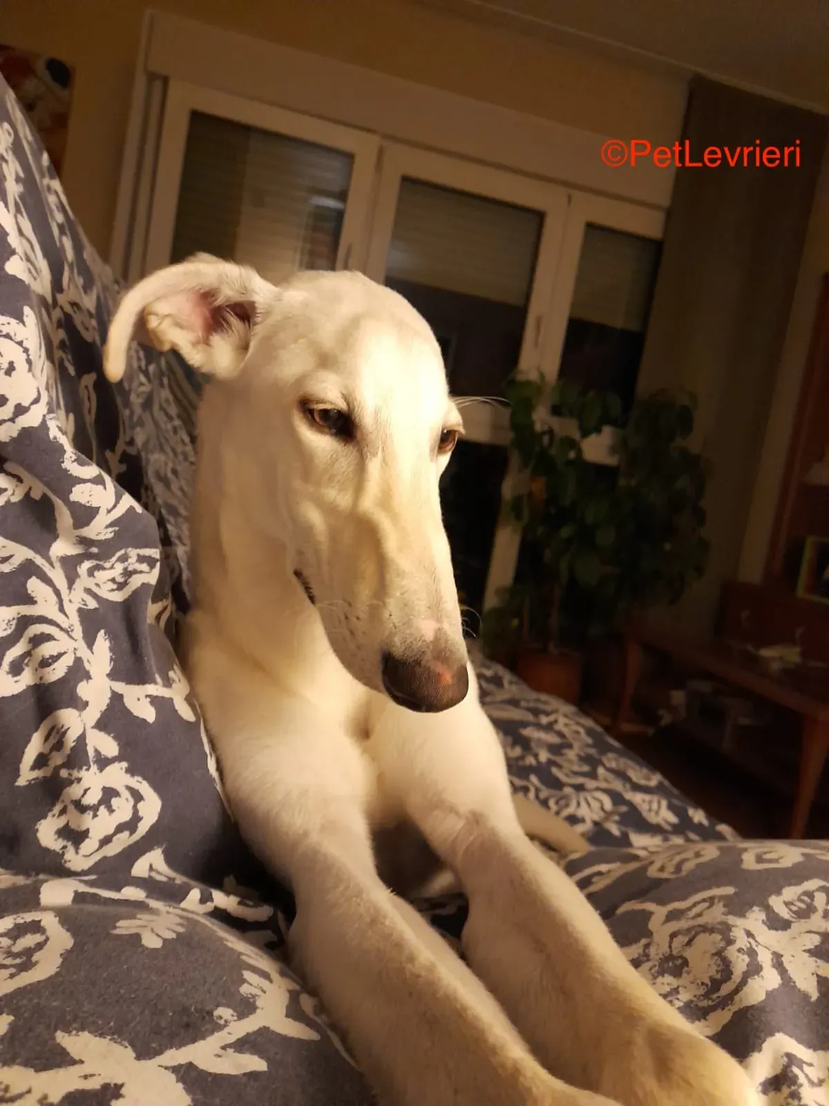 Hades galgo adozione pet levrieri onlus 10 1