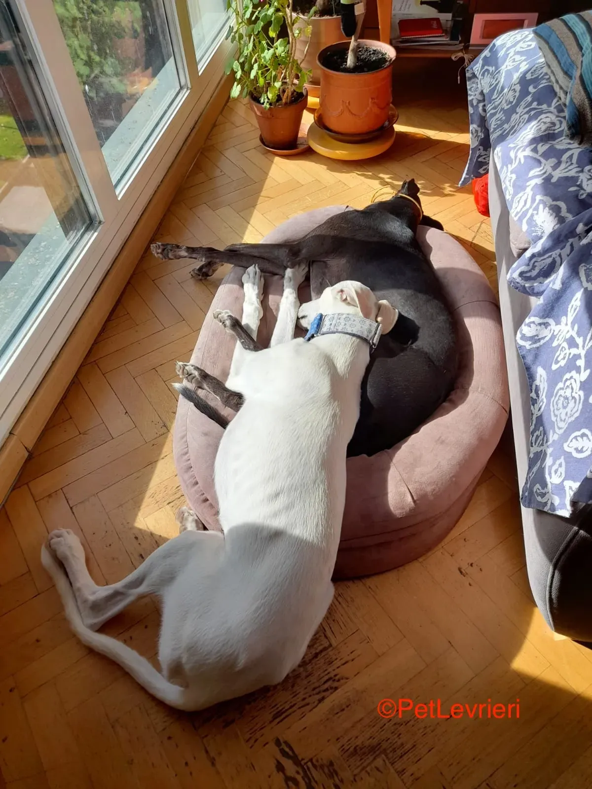 Hades galgo adozione pet levrieri onlus 2 1