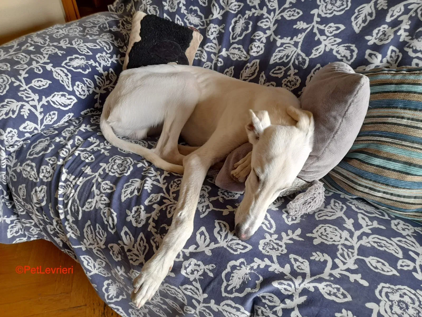 Hades galgo adozione pet levrieri onlus 3 1