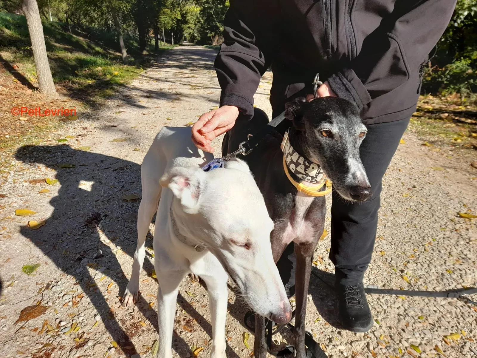 Hades galgo adozione pet levrieri onlus 4 1