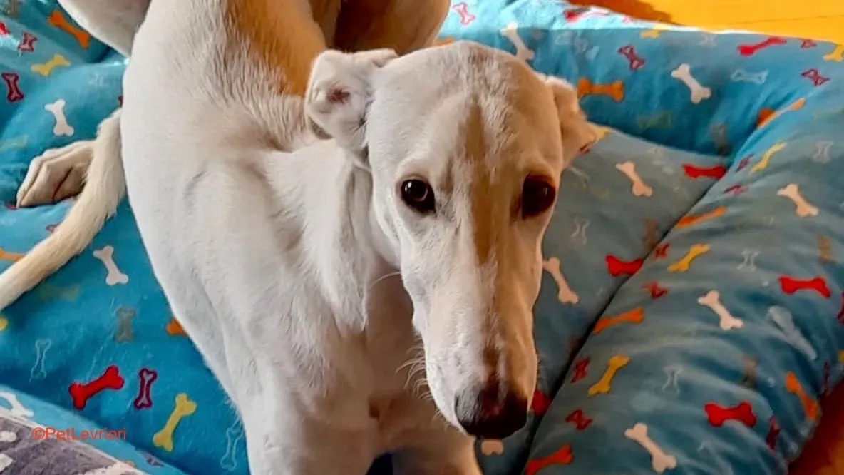 Hades galgo adozione pet levrieri onlus 5