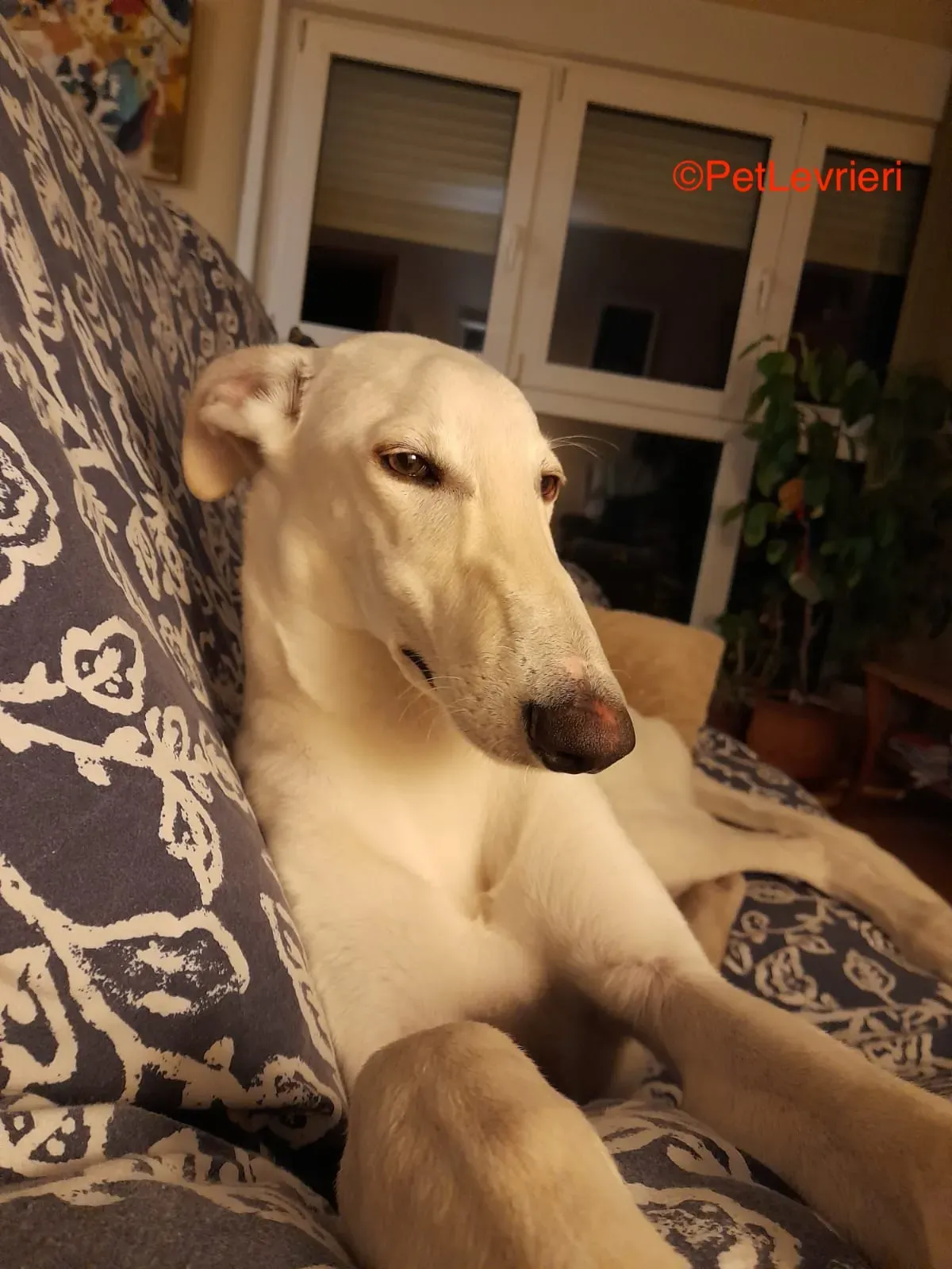 Hades galgo adozione pet levrieri onlus 6 1