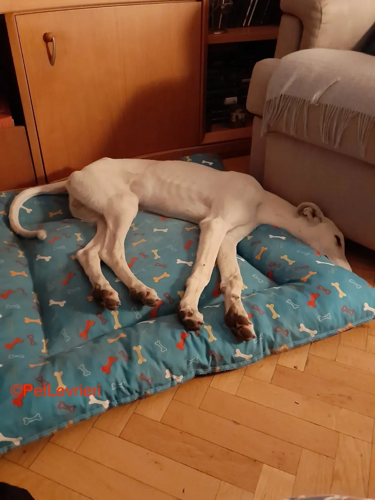 Hades galgo adozione pet levrieri onlus 7 1