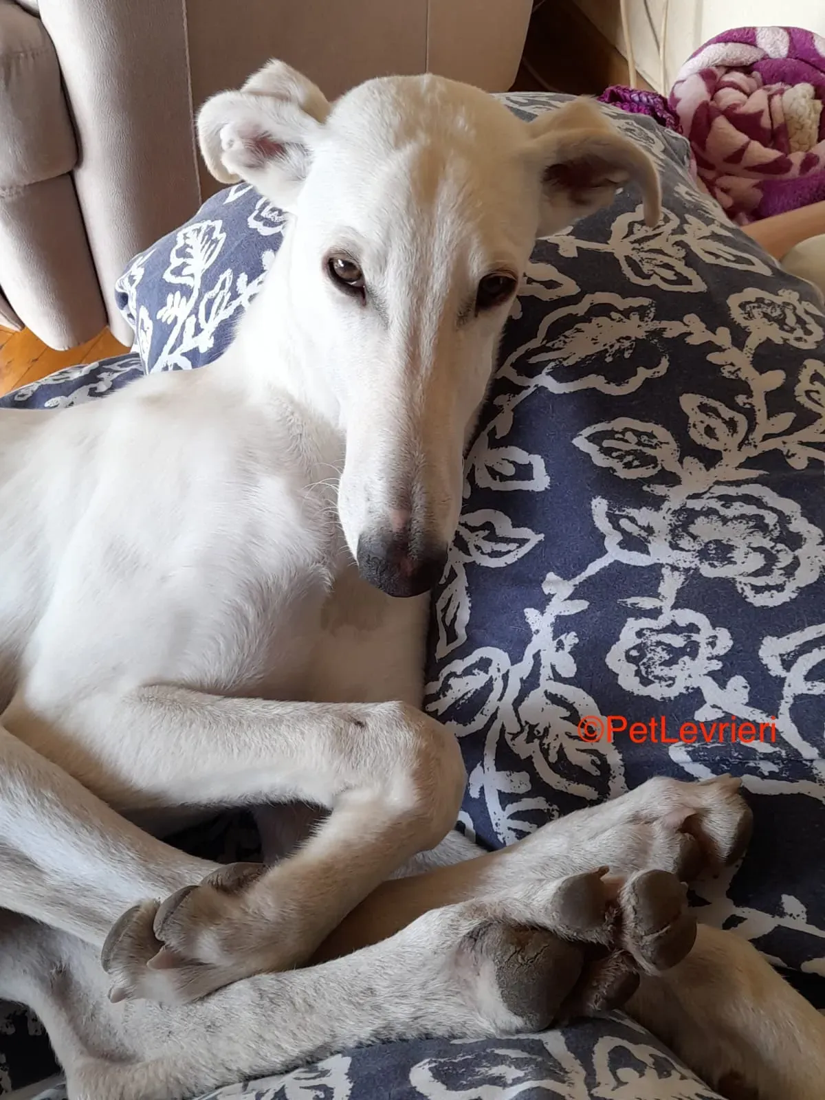 Hades galgo adozione pet levrieri onlus 8 1