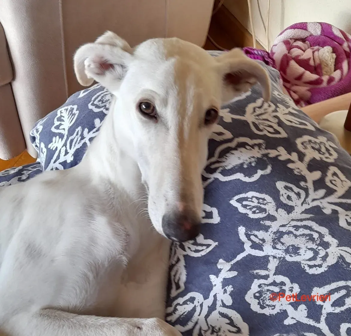 Hades galgo adozione pet levrieri onlus 9 1
