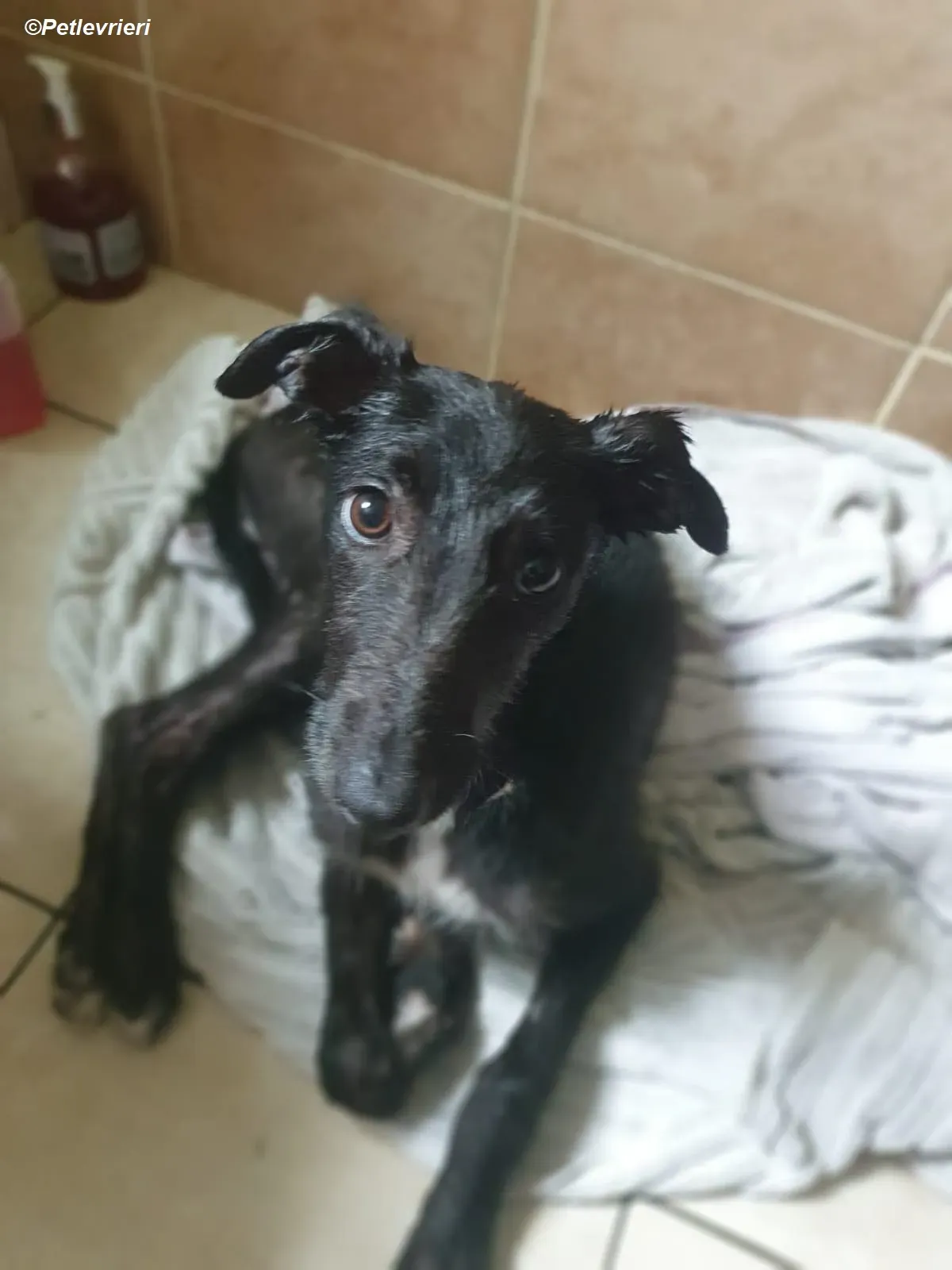 Hairy adozione levrieri greyhound 1