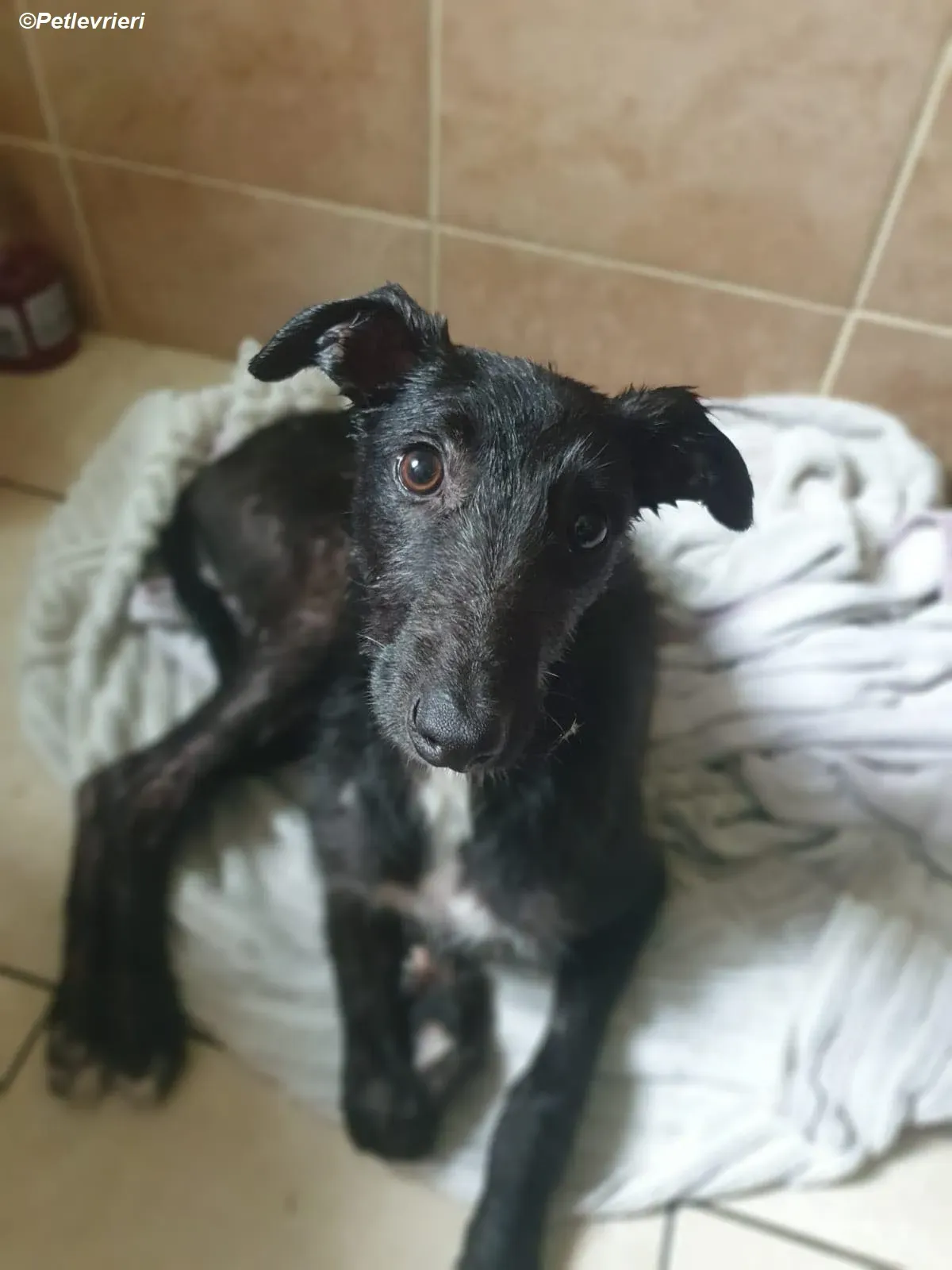 Hairy adozione levrieri greyhound 2