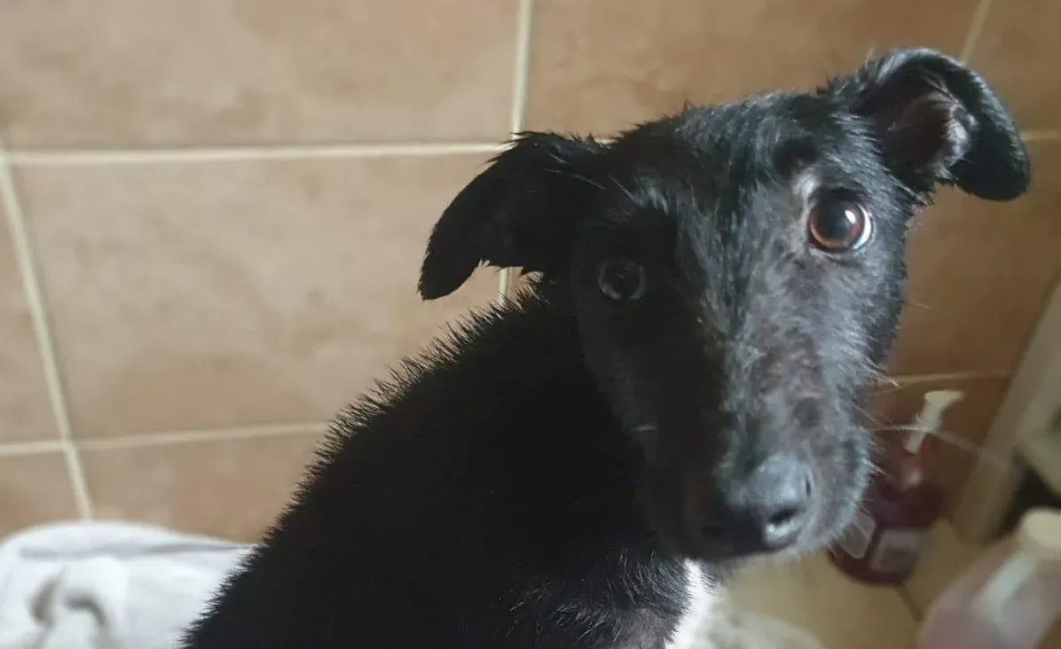 Hairy adozione levrieri greyhound 3 e1630860637746