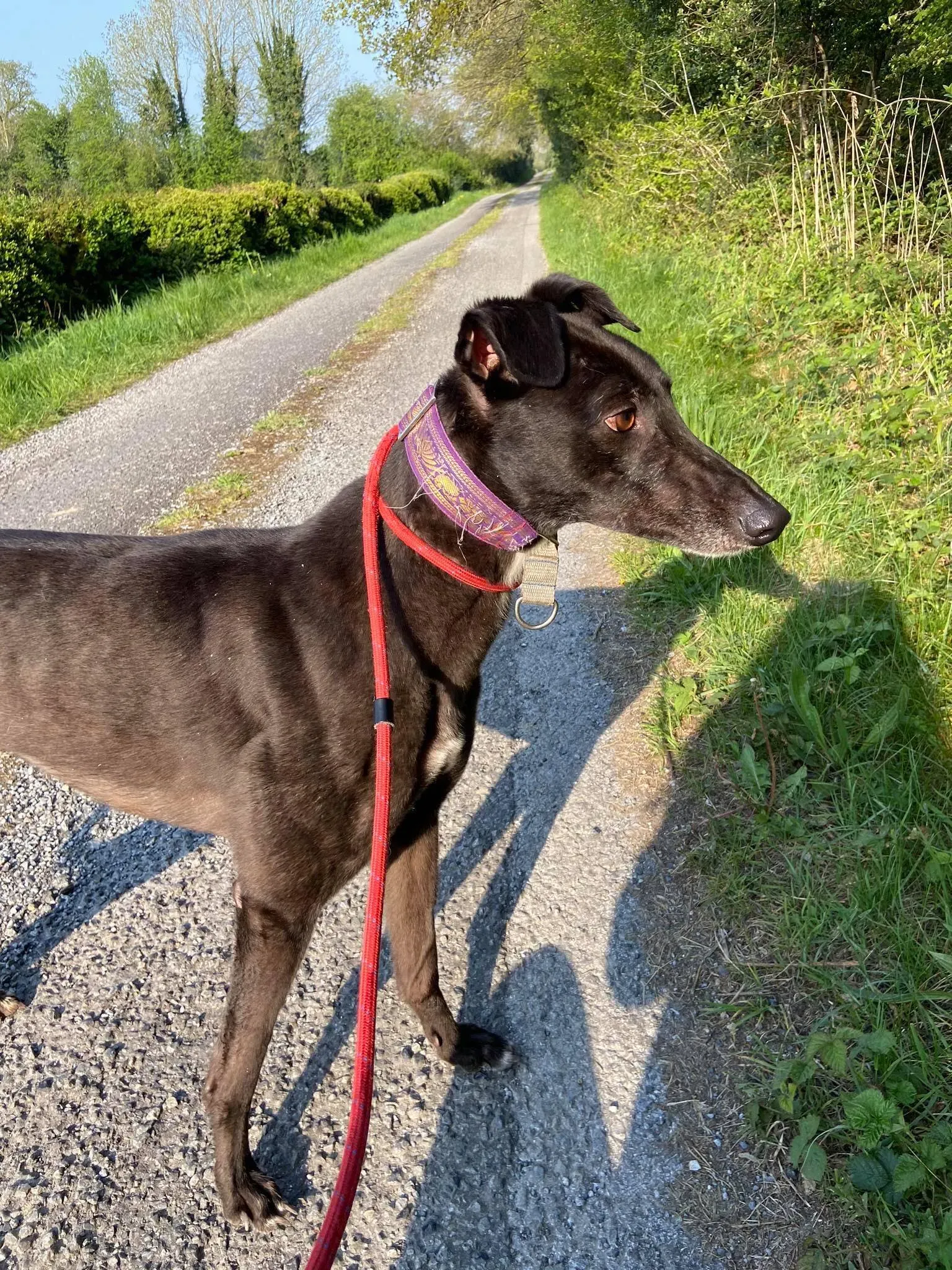 Halloumi Greyhound Adozione levrieri 1