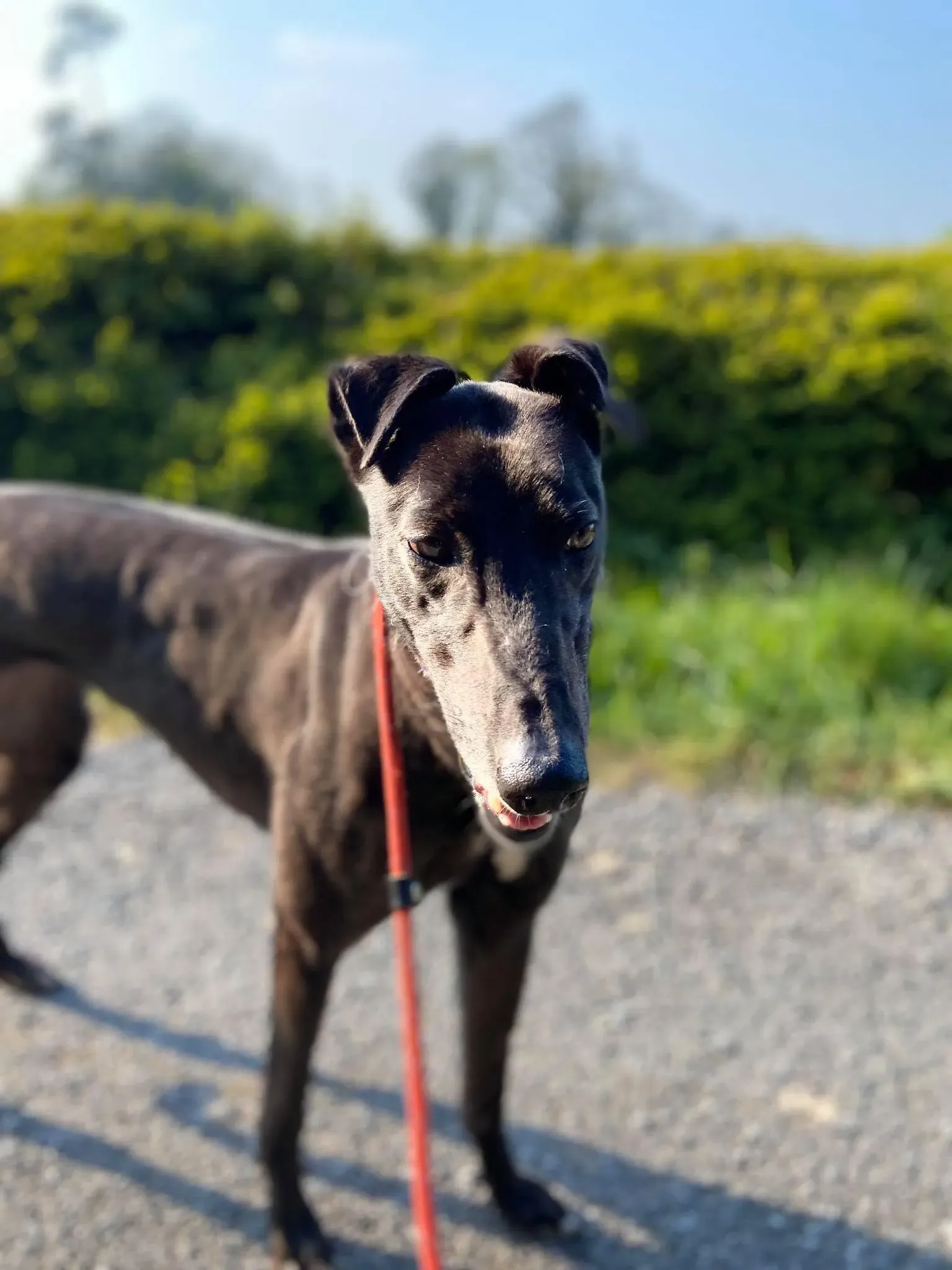 Halloumi Greyhound Adozione levrieri 2