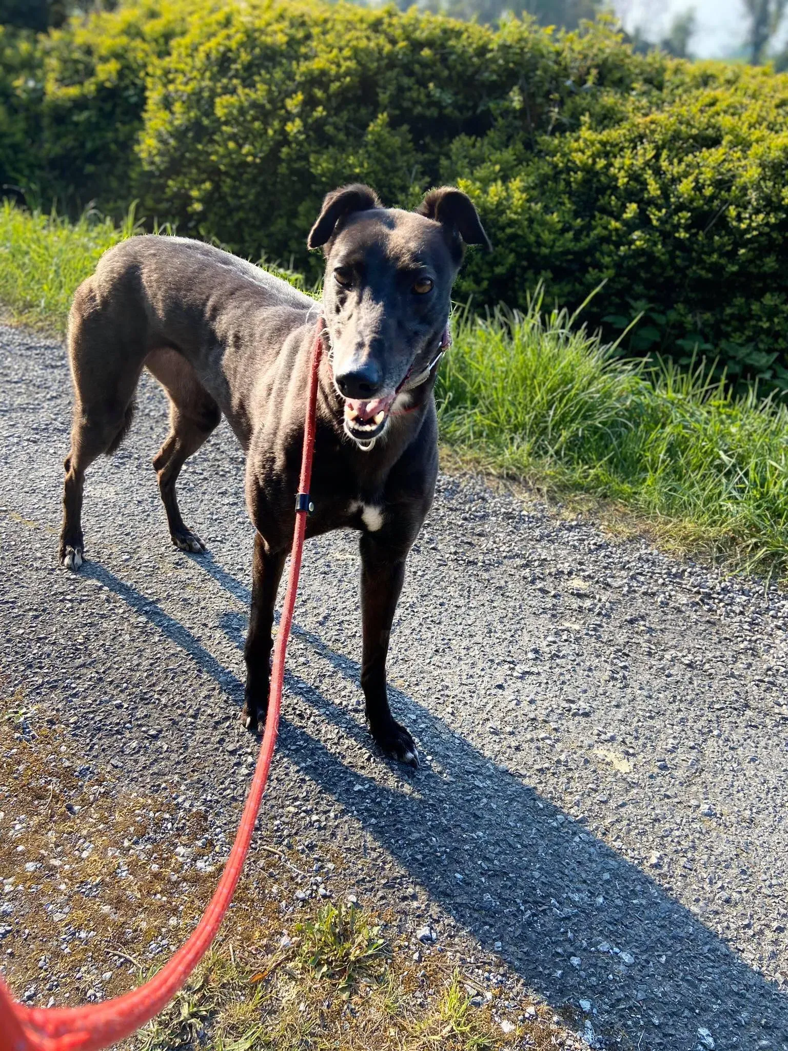 Halloumi Greyhound Adozione levrieri 3