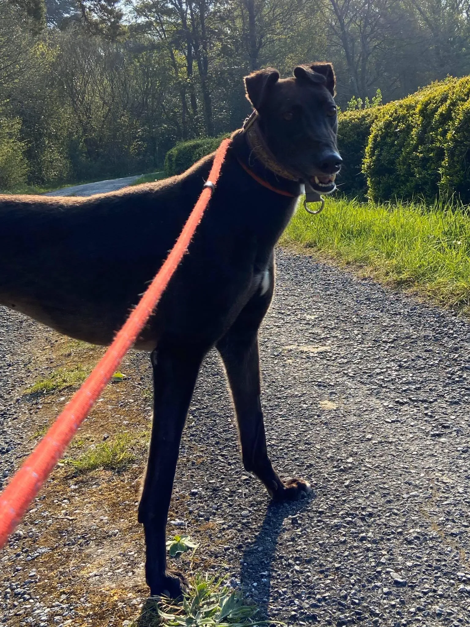 Halloumi Greyhound Adozione levrieri 4