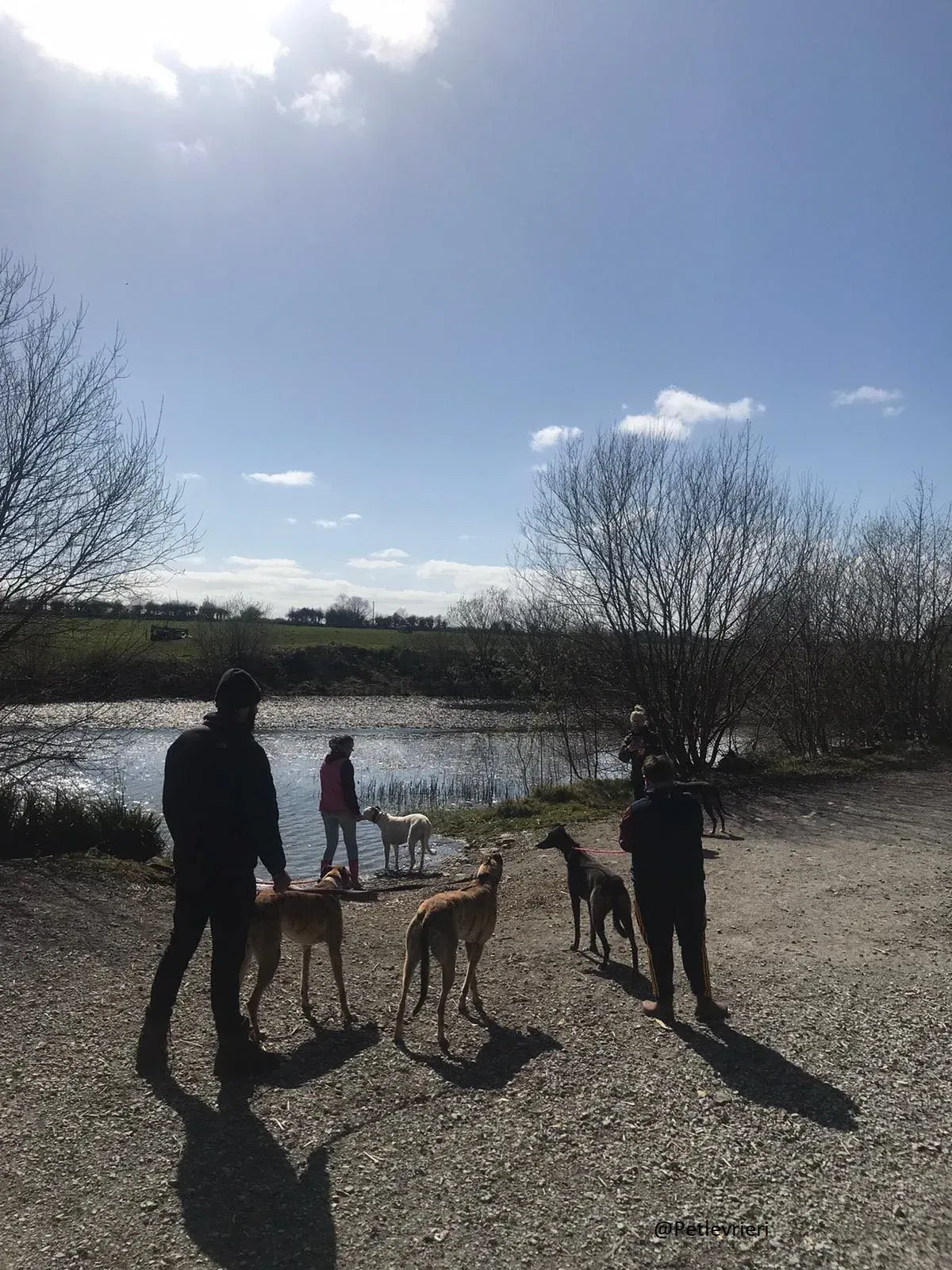 Halloumi Greyhound Ex Racer Adozione Levrieri 1