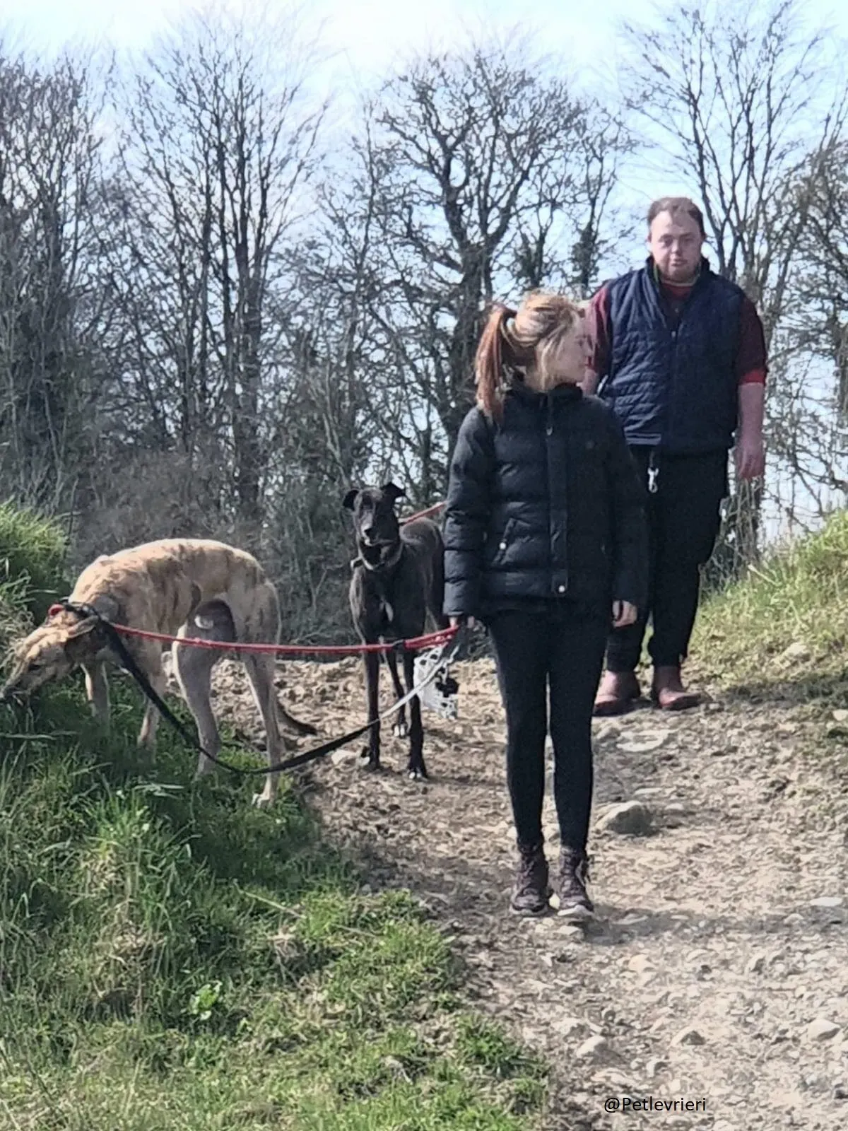 Halloumi Greyhound Ex Racer Adozione Levrieri 2