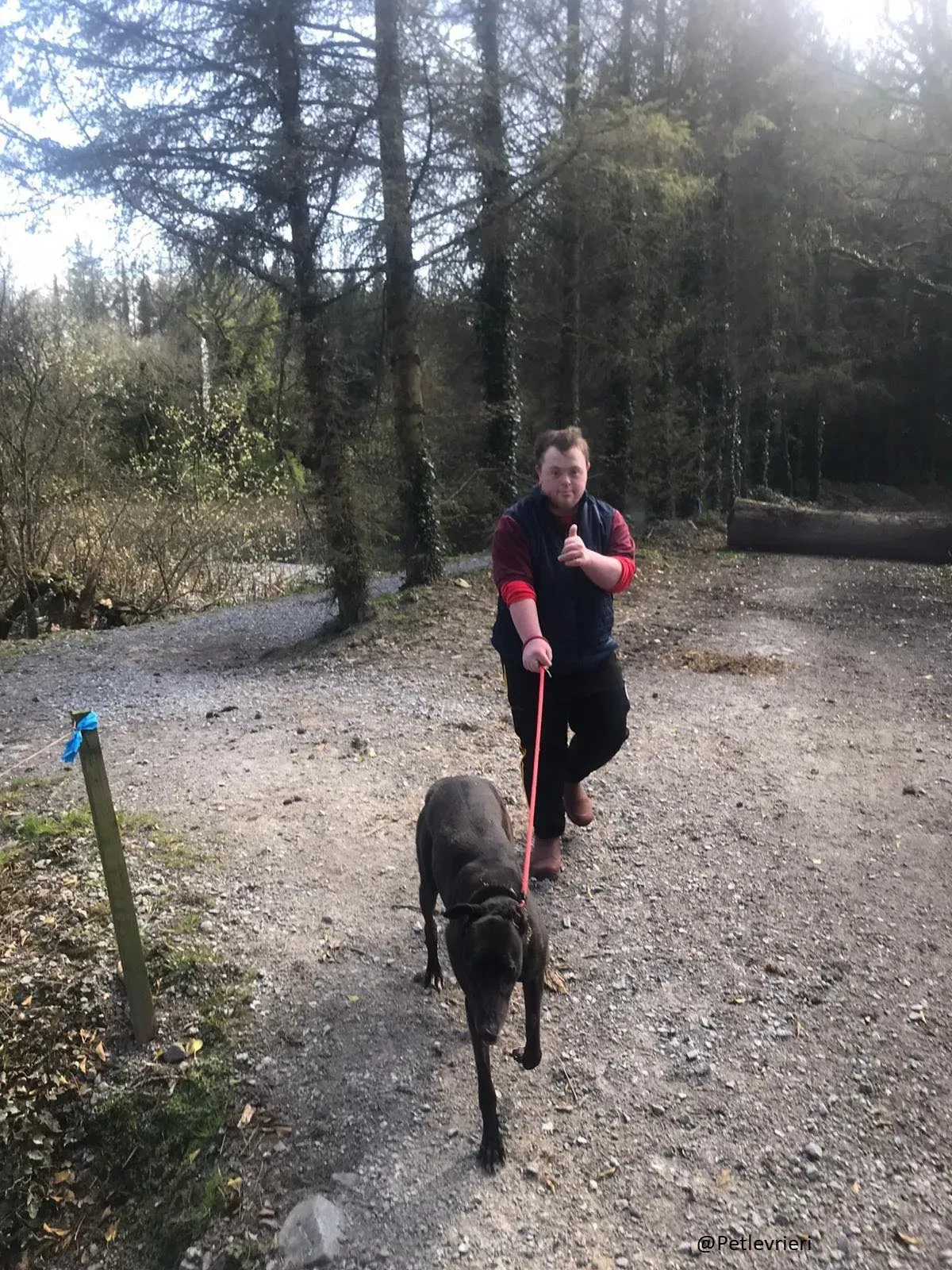 Halloumi Greyhound Ex Racer Adozione Levrieri 3