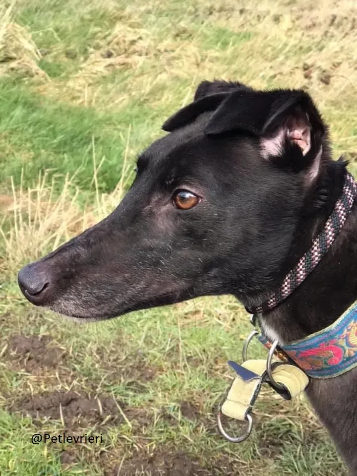 Halloumi Greyhound Ex Racer Adozione Levrieri 4