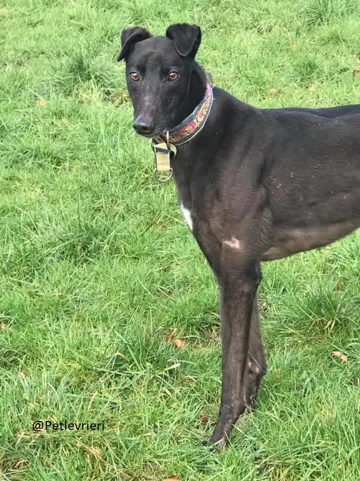 Halloumi Greyhound Ex Racer Adozione Levrieri 5