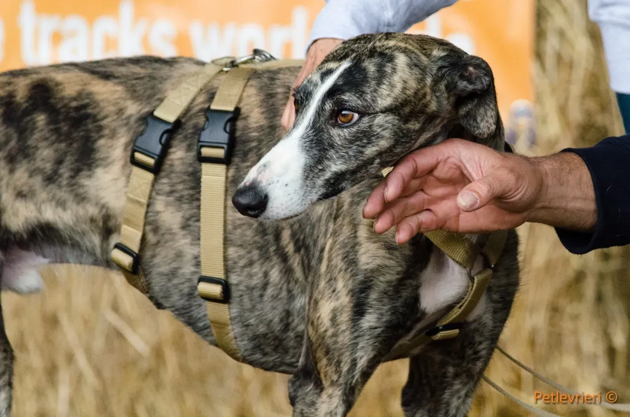 Hancini adozione levrieri galgo 10