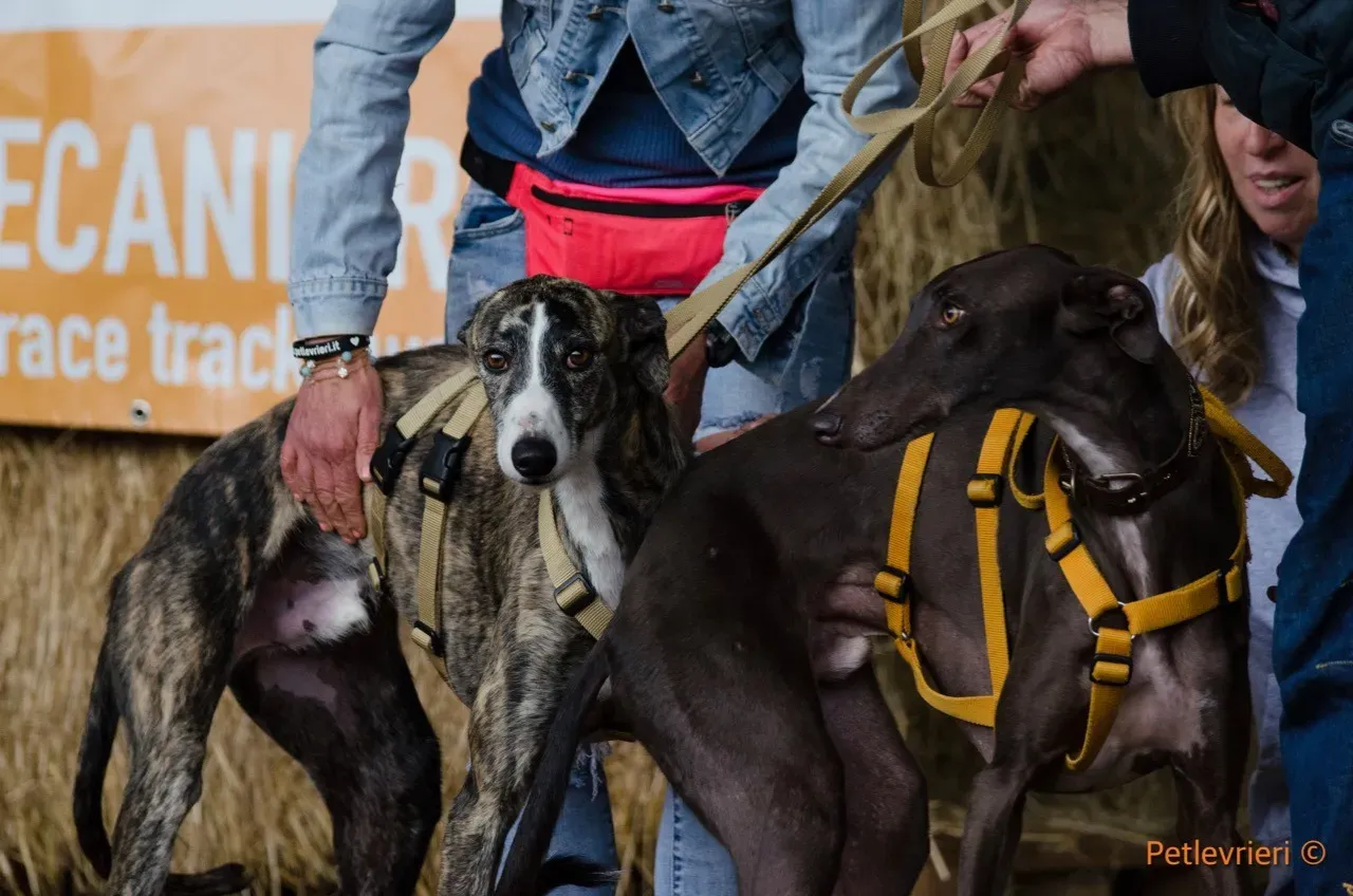 Hancini adozione levrieri galgo 11
