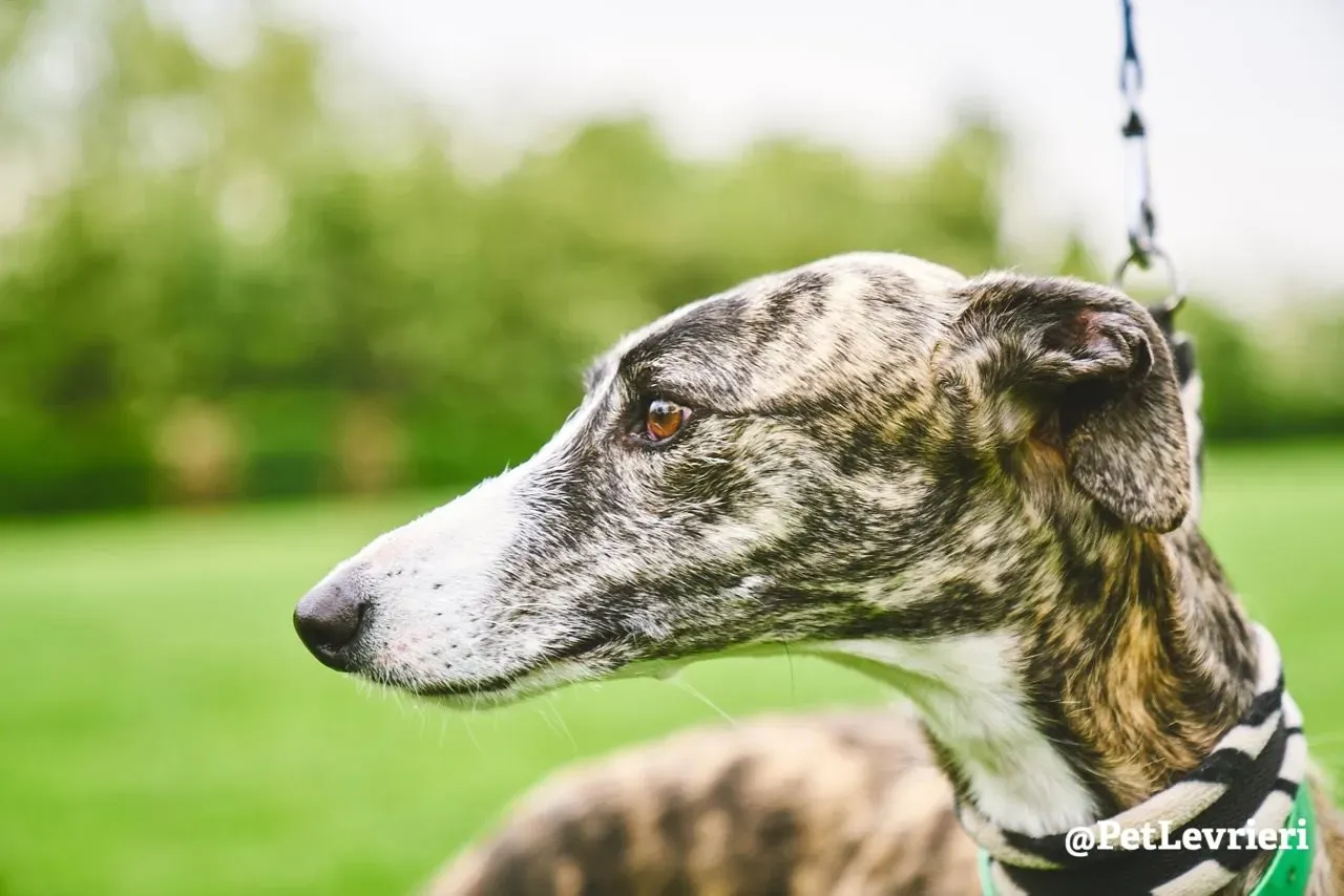 Hancini adozione levrieri galgo 12