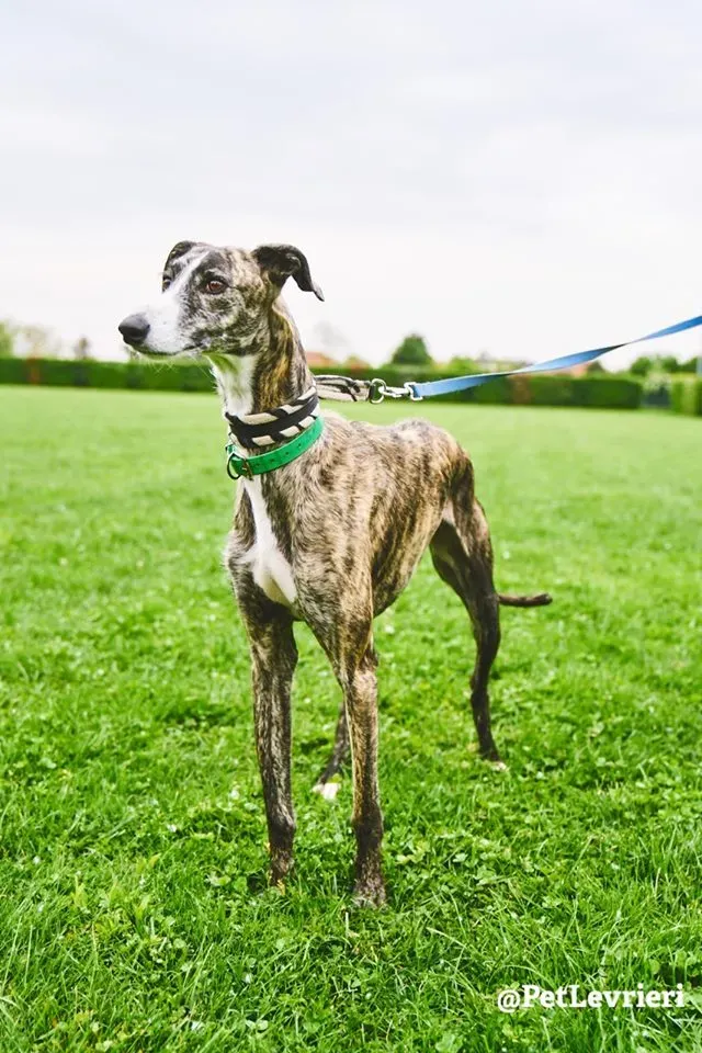 Hancini adozione levrieri galgo 13