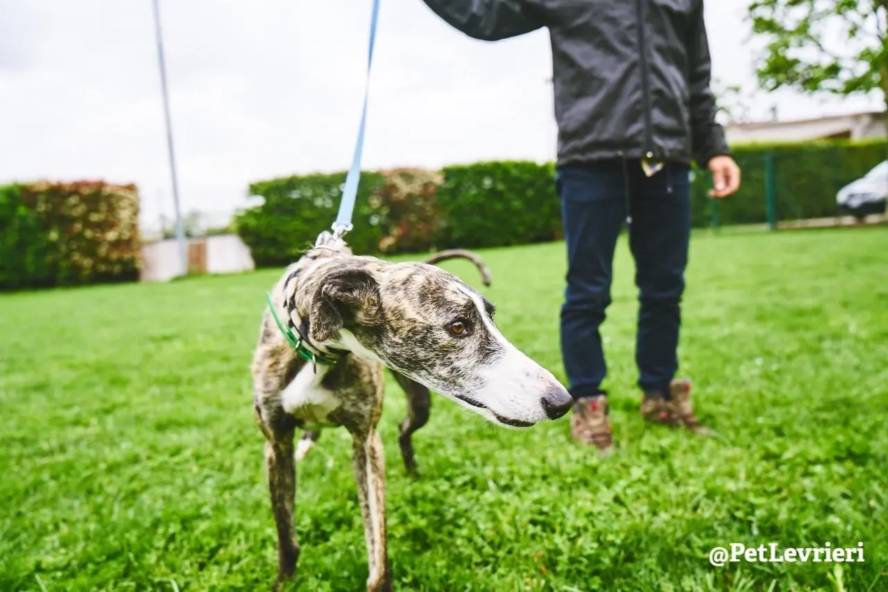 Hancini adozione levrieri galgo 14