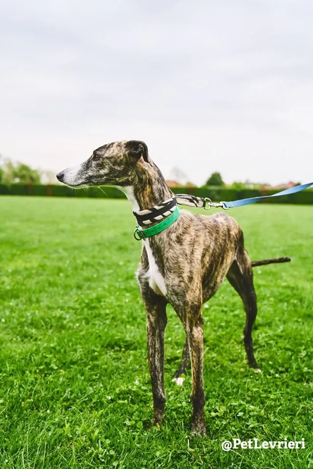 Hancini adozione levrieri galgo 15