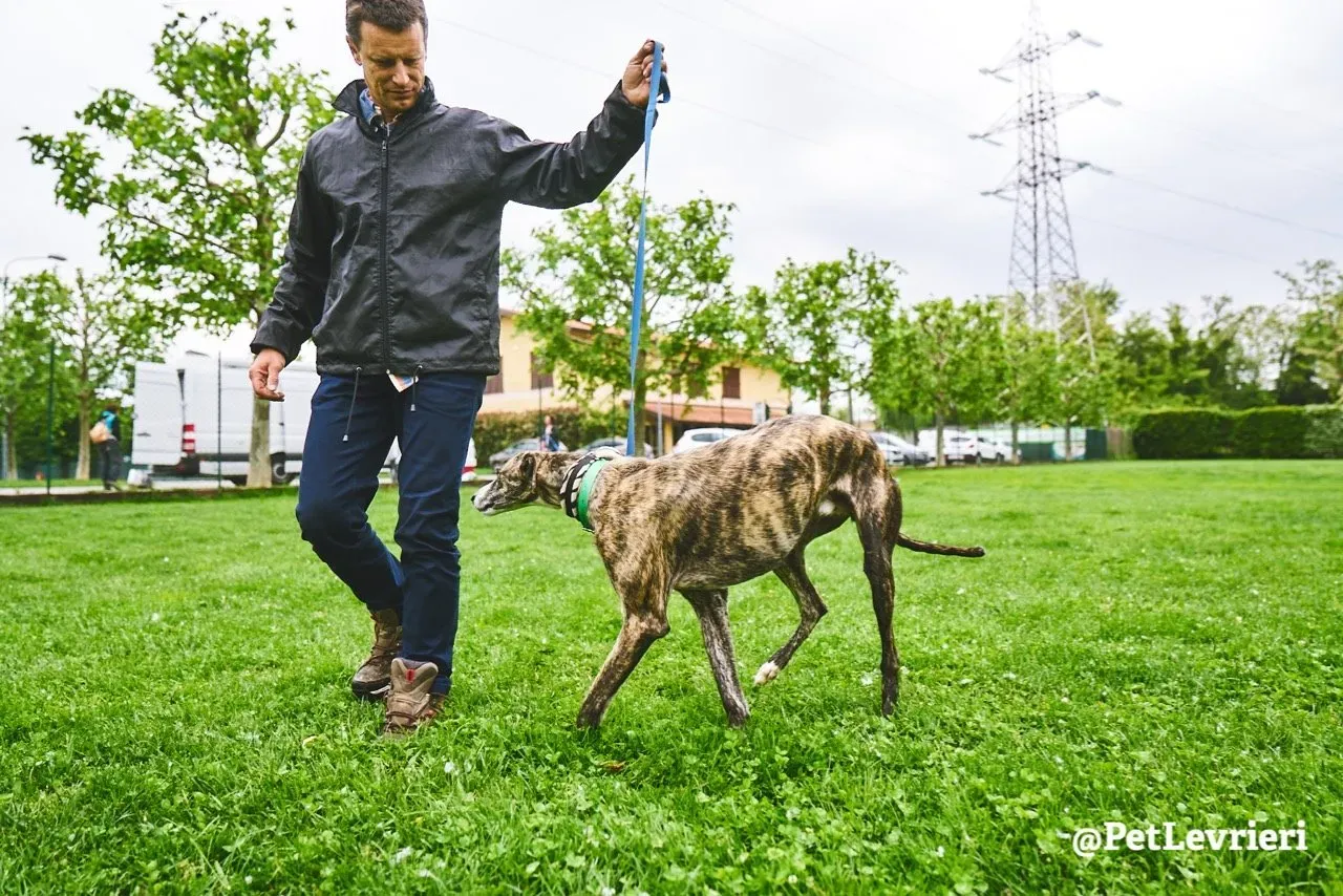 Hancini adozione levrieri galgo 16