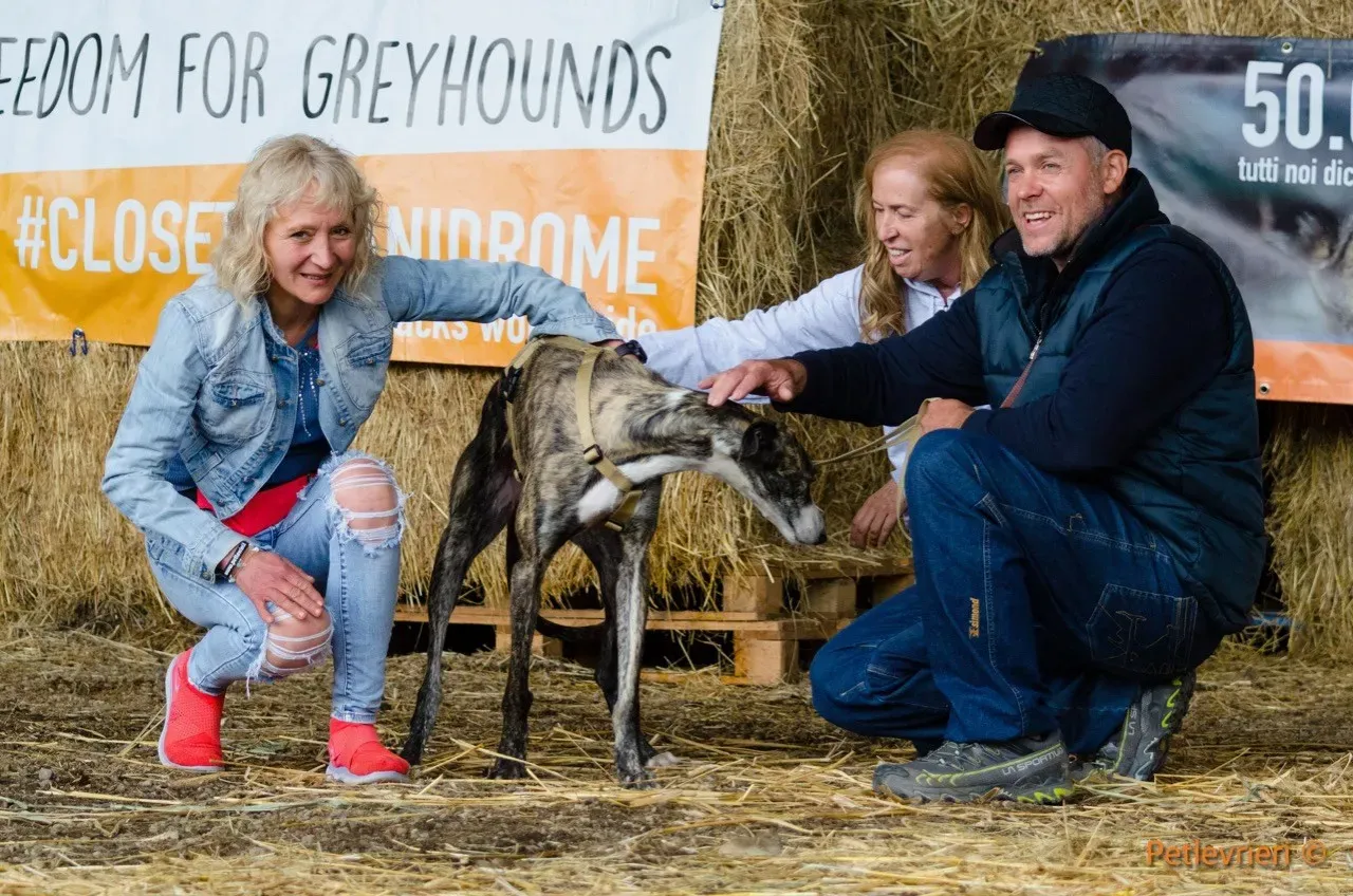 Hancini adozione levrieri galgo 6