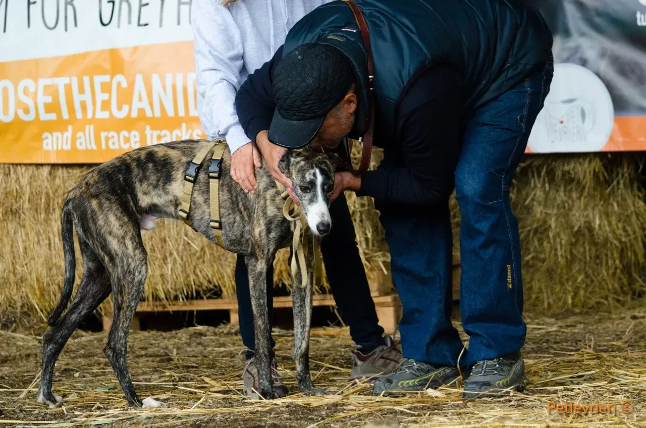 Hancini adozione levrieri galgo 7