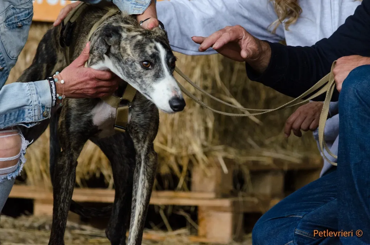Hancini adozione levrieri galgo 8