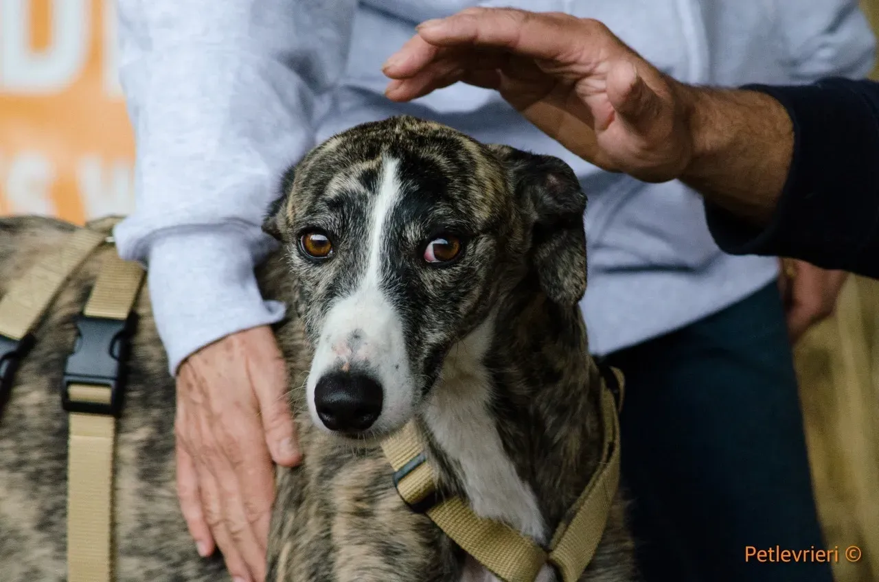 Hancini adozione levrieri galgo 9