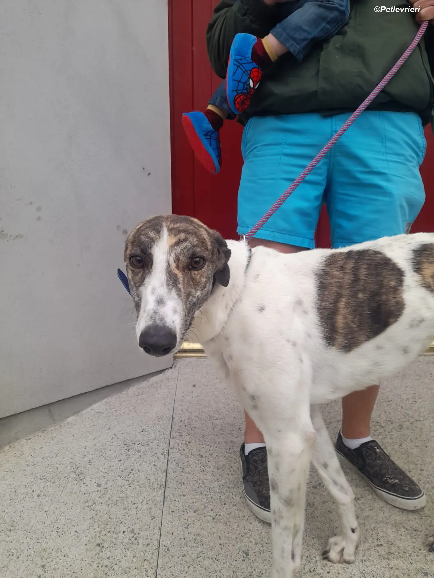 Hannah adozione levrieri greyhound 1