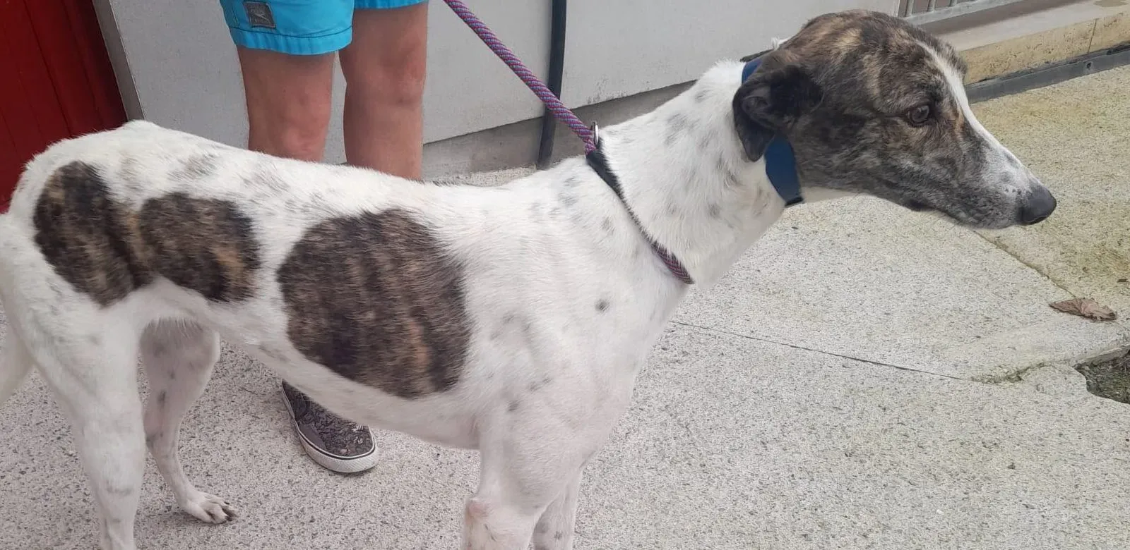 Hannah adozione levrieri greyhound 3 e1634503006159