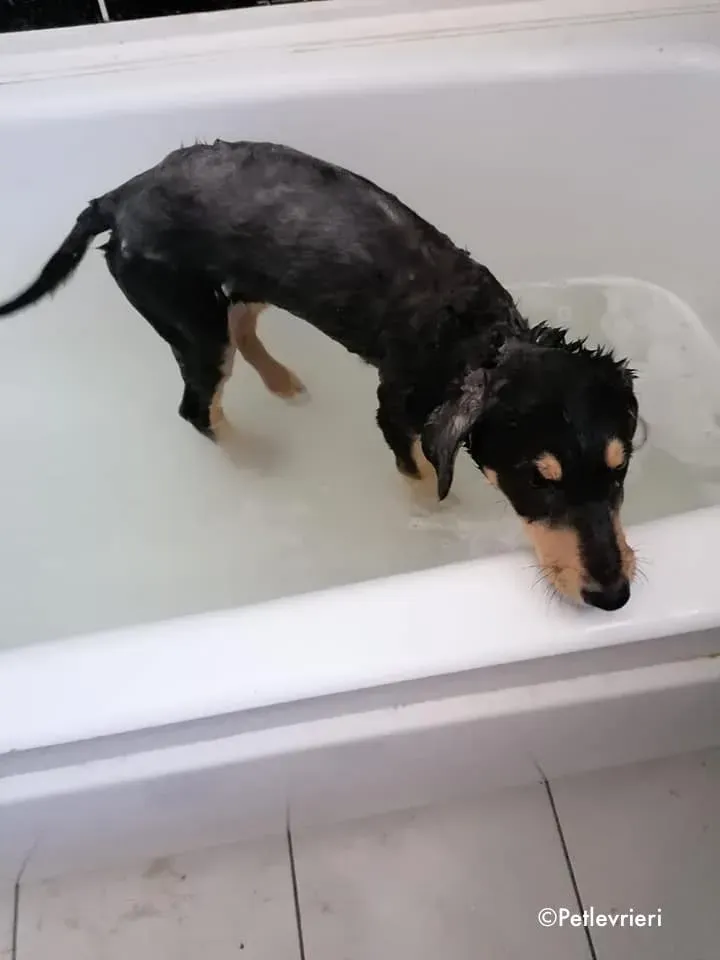 Harley adozione levrieri greyhound 1