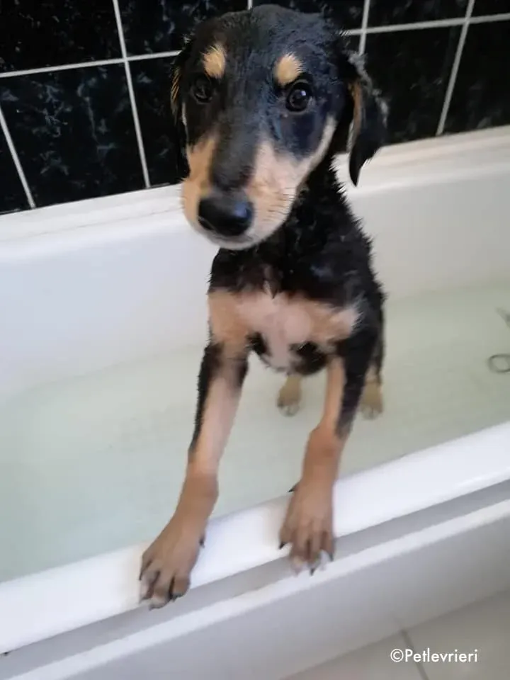 Harley adozione levrieri greyhound 2