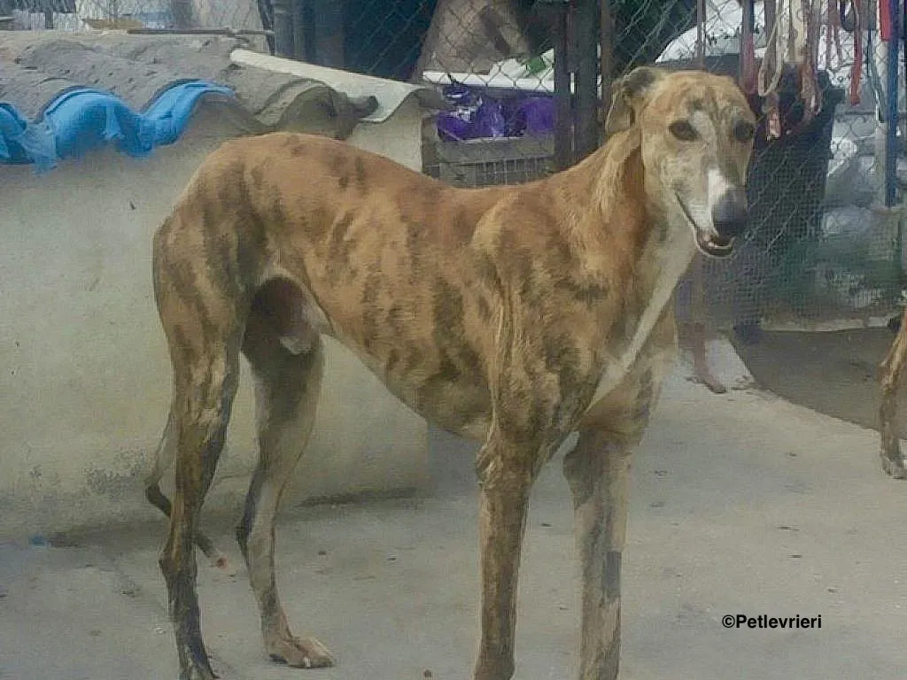 Harry adozione levrieri galgo 01