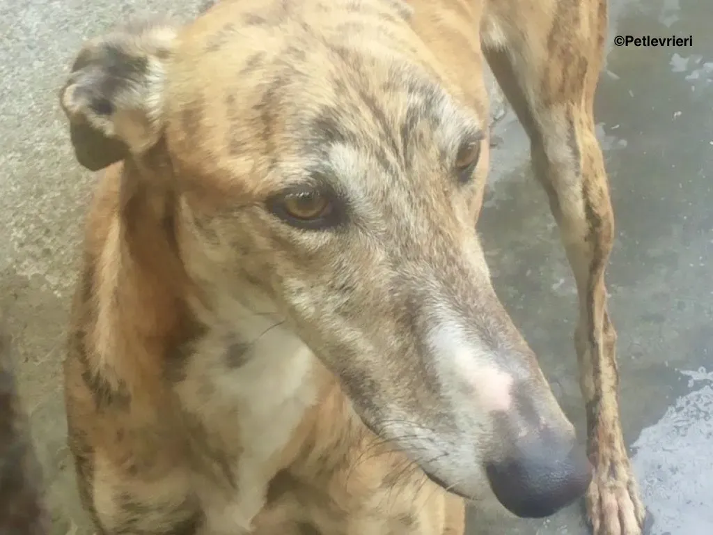 Harry adozione levrieri galgo 03