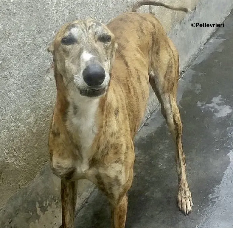 Harry adozione levrieri galgo 04 1