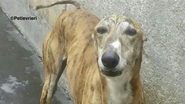 Harry adozione levrieri galgo 04