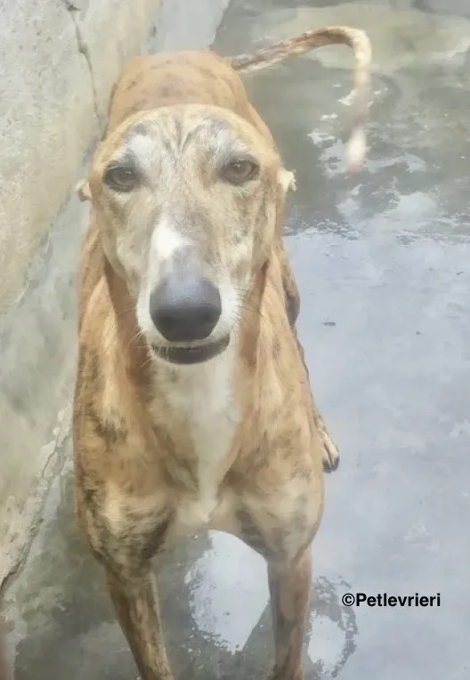 Harry adozione levrieri galgo 05