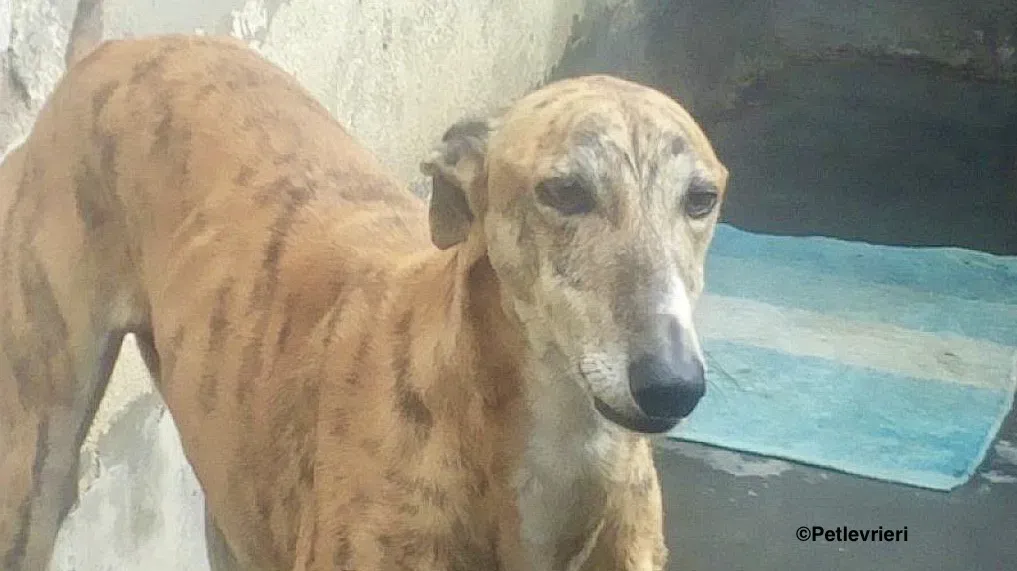 Harry adozione levrieri galgo 1 1