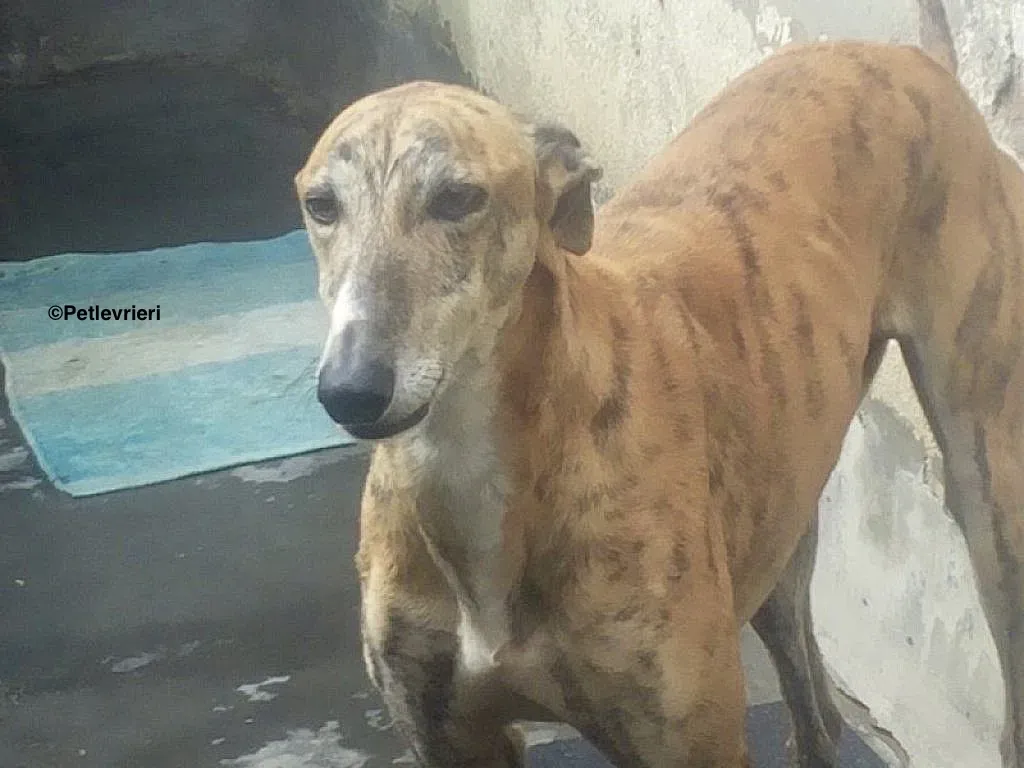 Harry adozione levrieri galgo 1