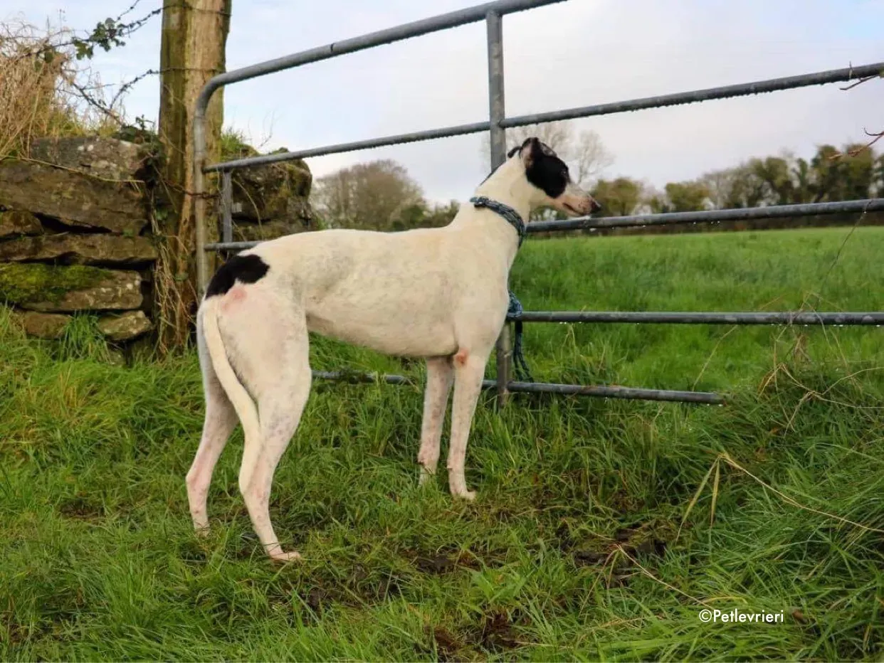 Harry adozione levrieri greyhound 1 1