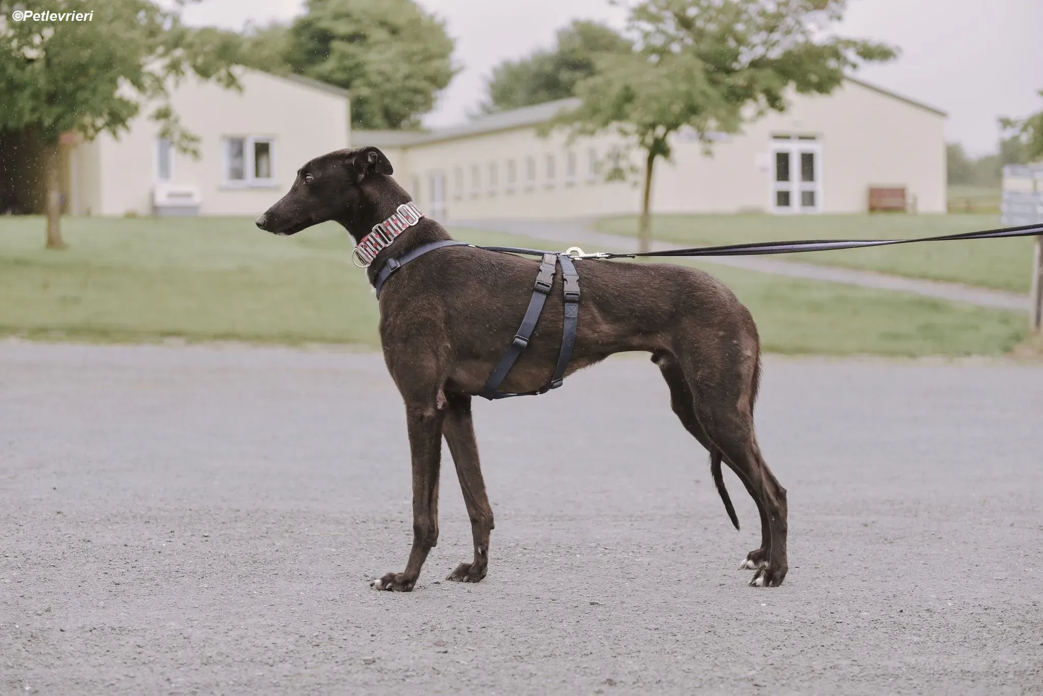 Harry adozione levrieri greyhound 1