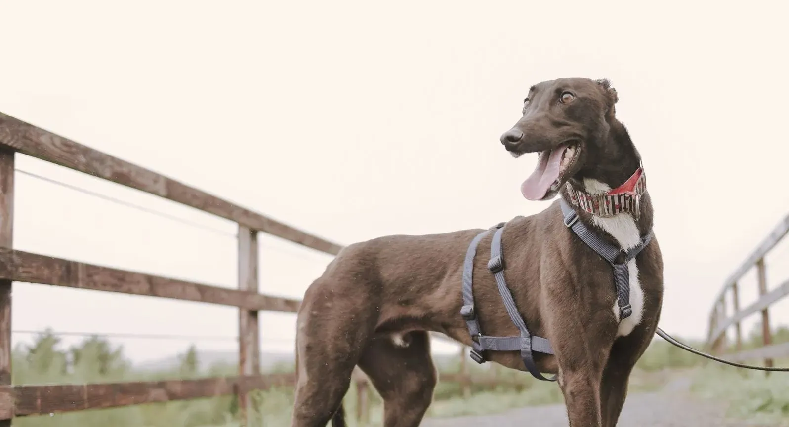 Harry adozione levrieri greyhound 12 e1658734626692