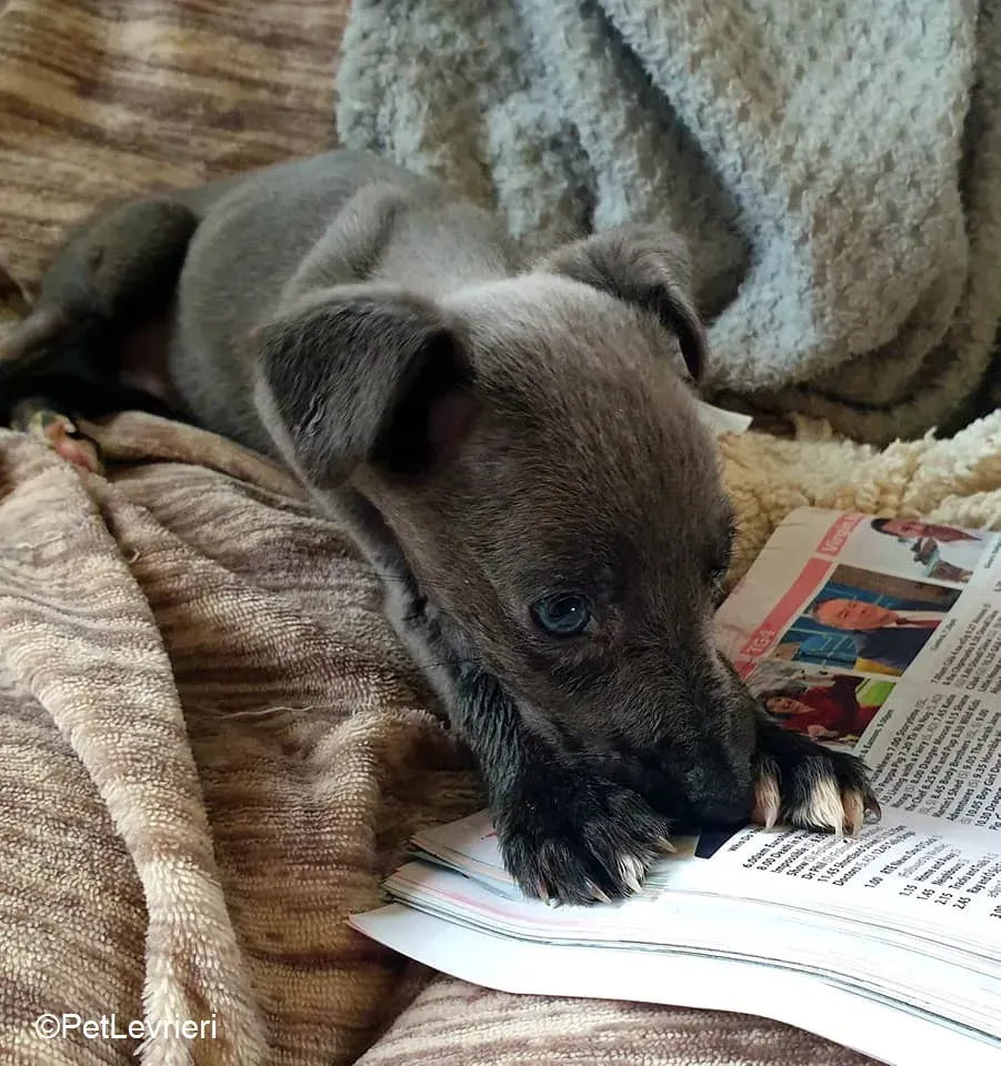 Harry adozione levrieri greyhound 12