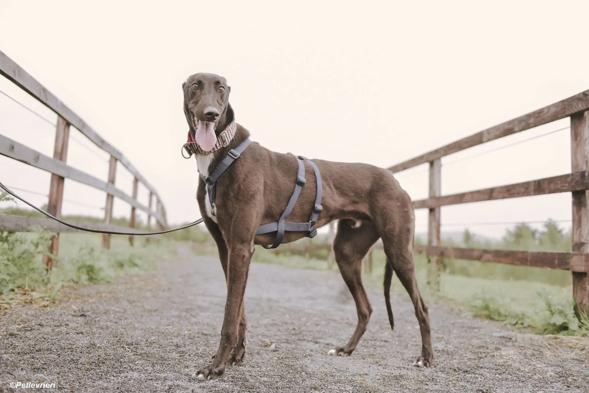 Harry adozione levrieri greyhound 10