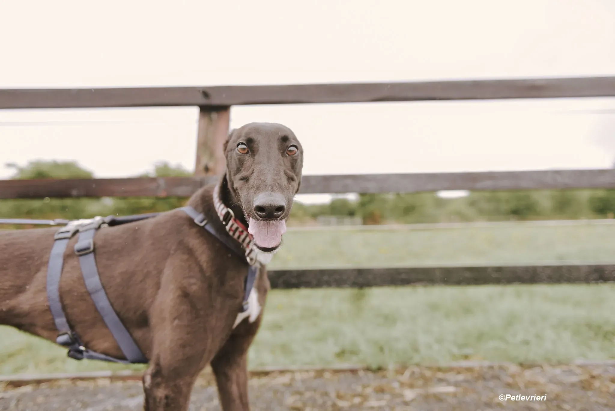 Harry adozione levrieri greyhound 15