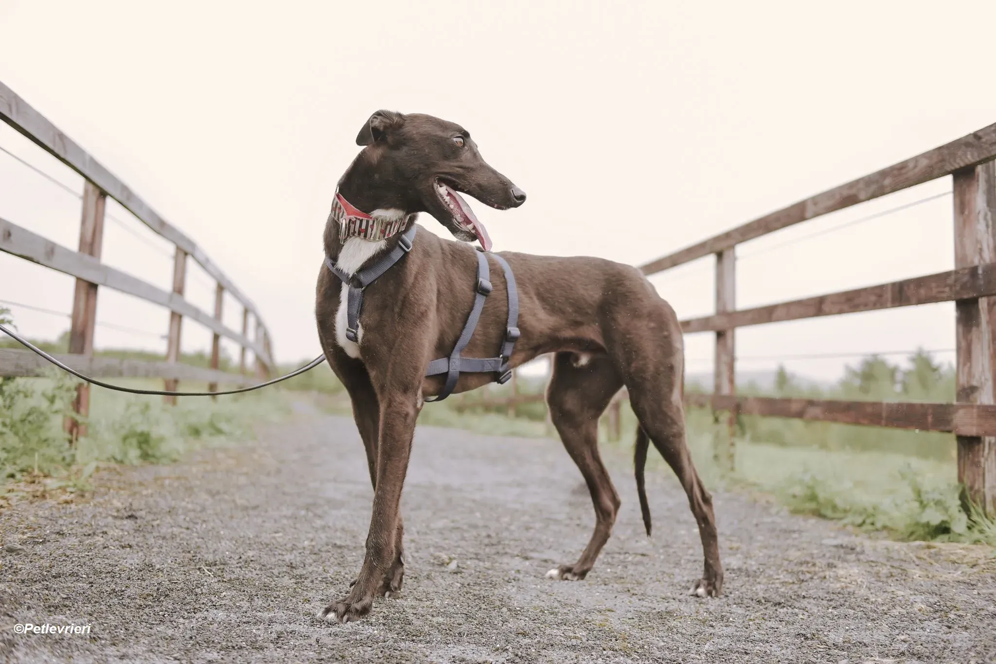 Harry adozione levrieri greyhound 11